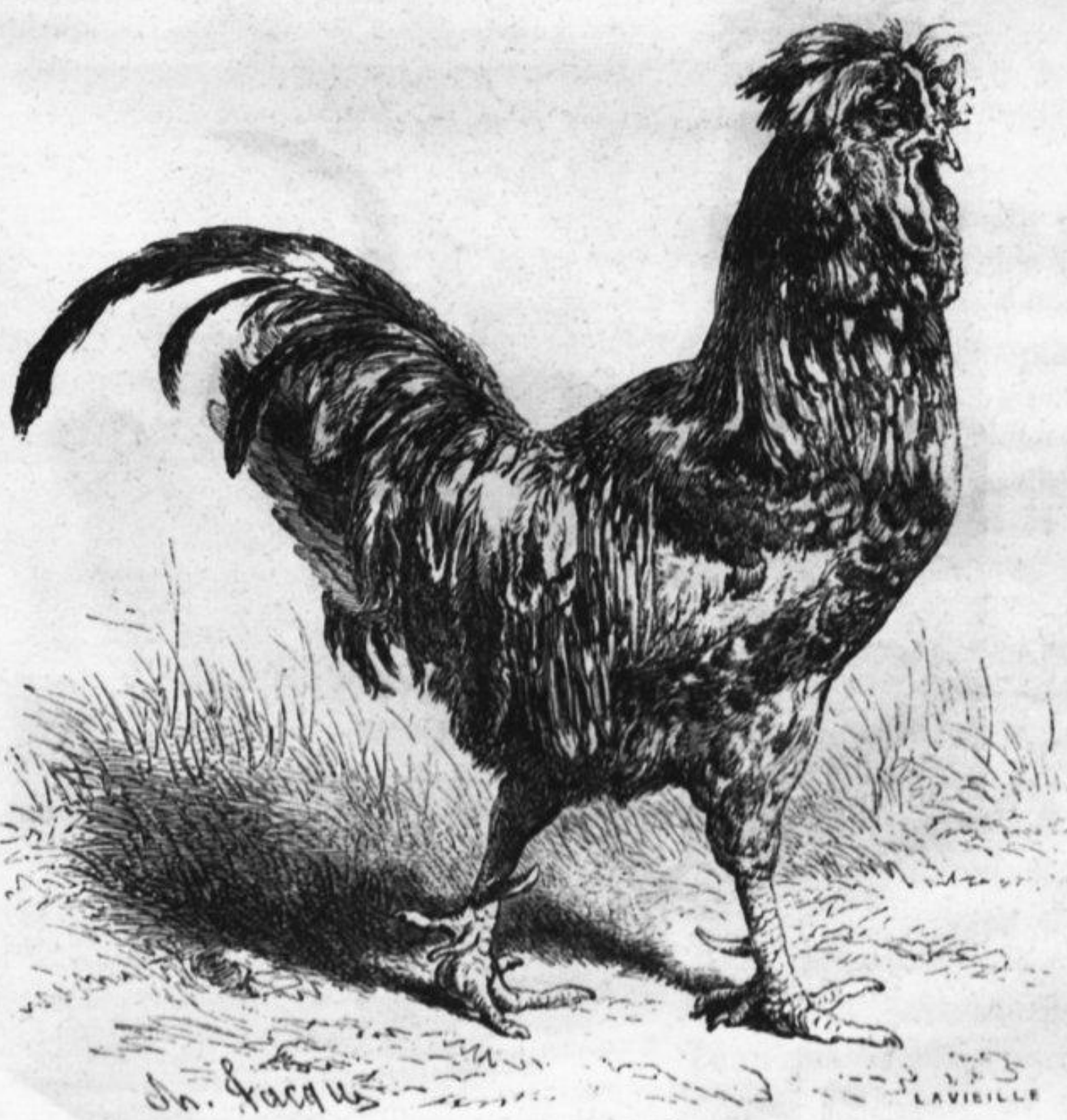 Chêne