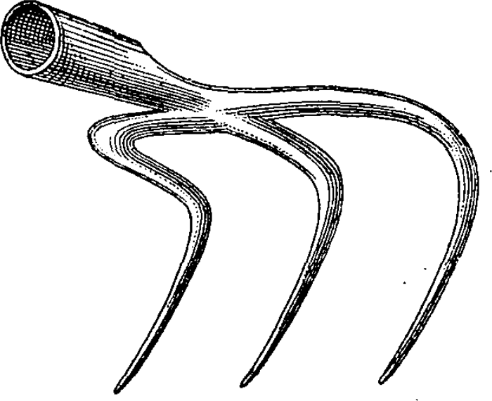 Chancre