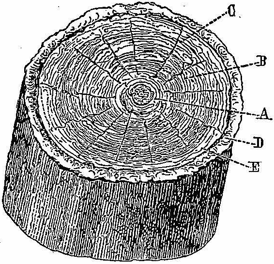 Tronçon d'arbre avec les cinq parties principales qui le compose.