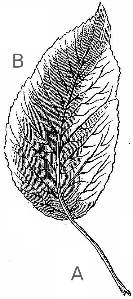Variétés de pomme de terre.
