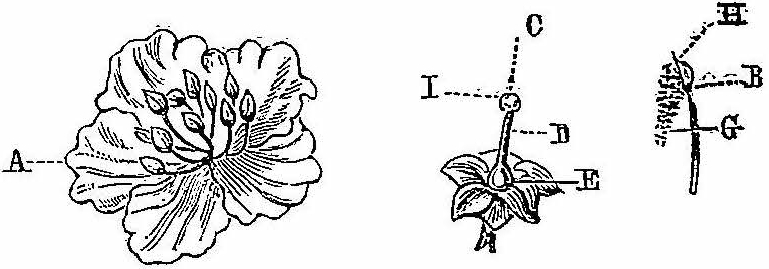 Fleur de pêcher avec ses organes sexuels.