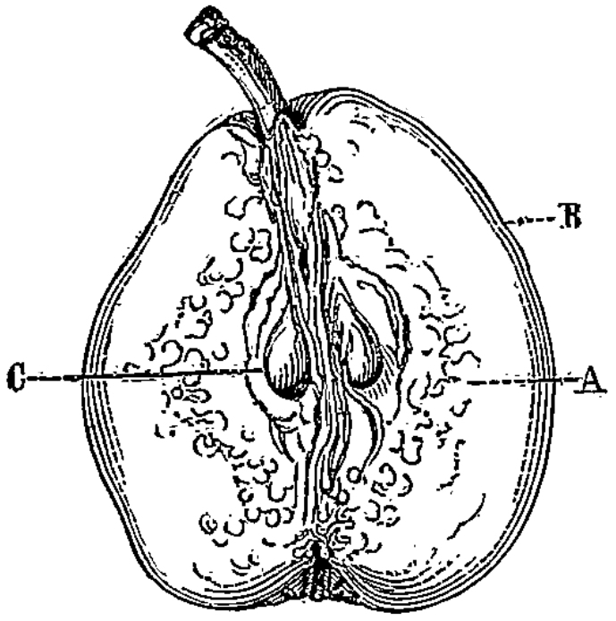 Coupe d'une poire avec ses organes intérieurs.