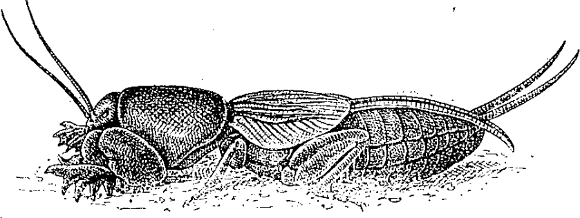 Courtilière.