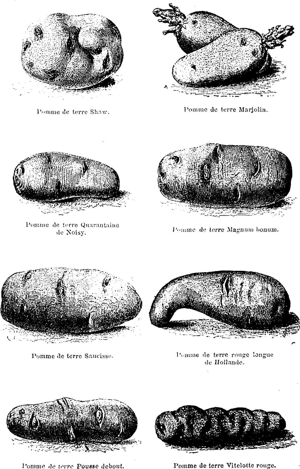 Variétés de pomme de terre.