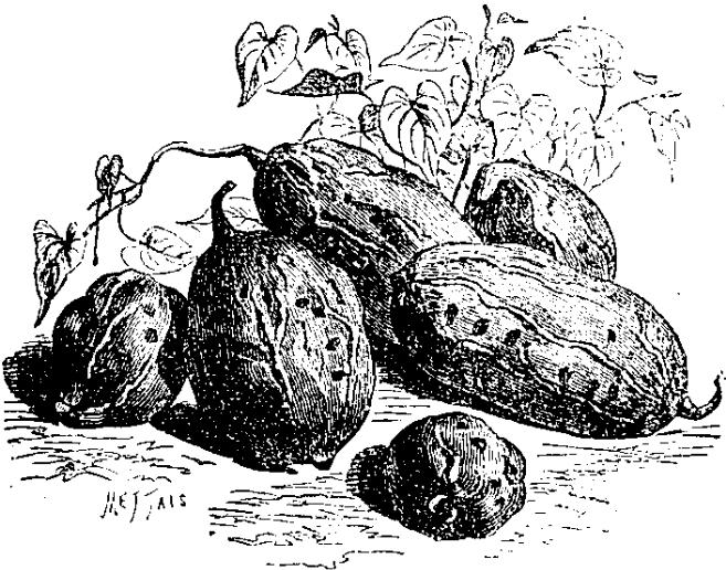 Patate rose de Malaga.
