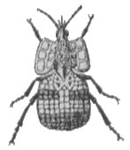 Chancre