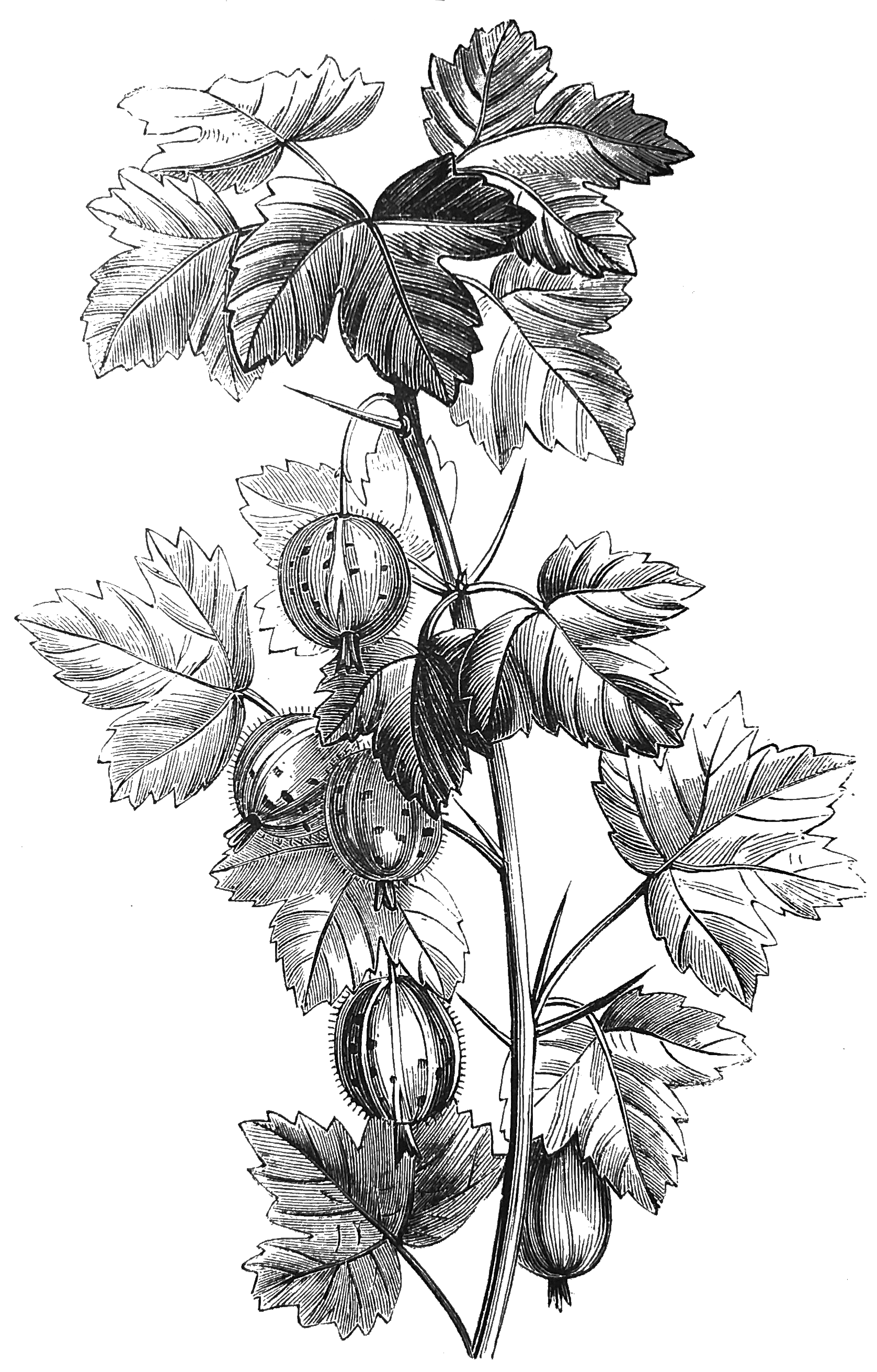 Chancre