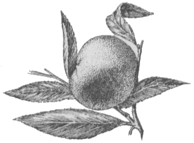 Chancre