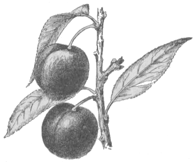 Chancre