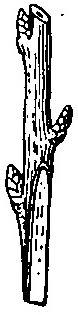 Haricot à l'état d'embryon.
