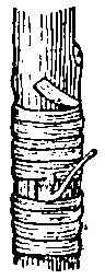 Haricot à l'état d'embryon.