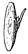 Haricot à l'état d'embryon.