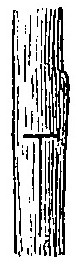 Haricot à l'état d'embryon.