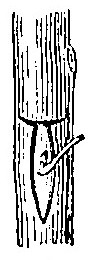 Haricot à l'état d'embryon.