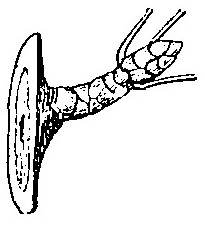 Haricot à l'état d'embryon.