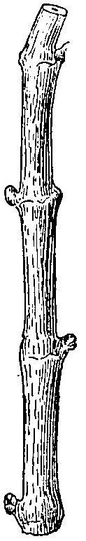 Haricot à l'état d'embryon.