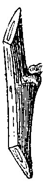 Haricot à l'état d'embryon.